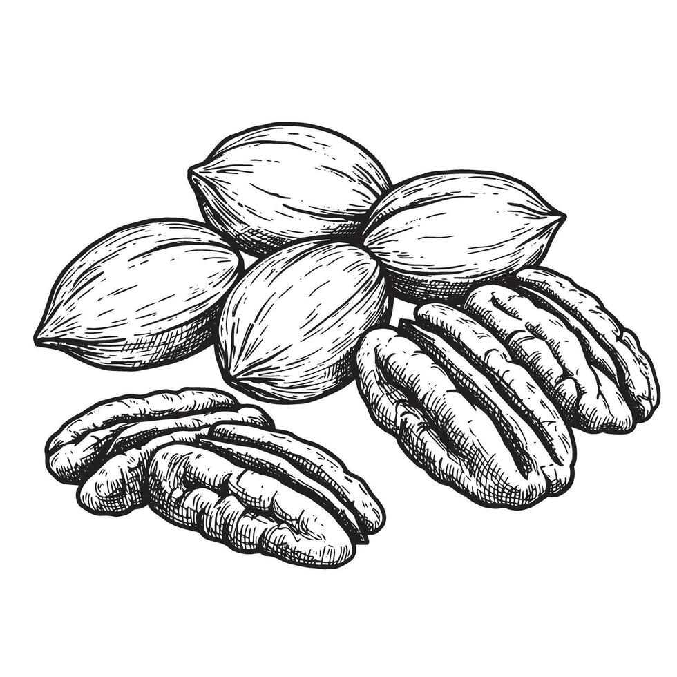 Detailed vintage art silhouette illustration showcasing shelled and unshelled pecan nuts in a botanical composition on white backdrop. vector
