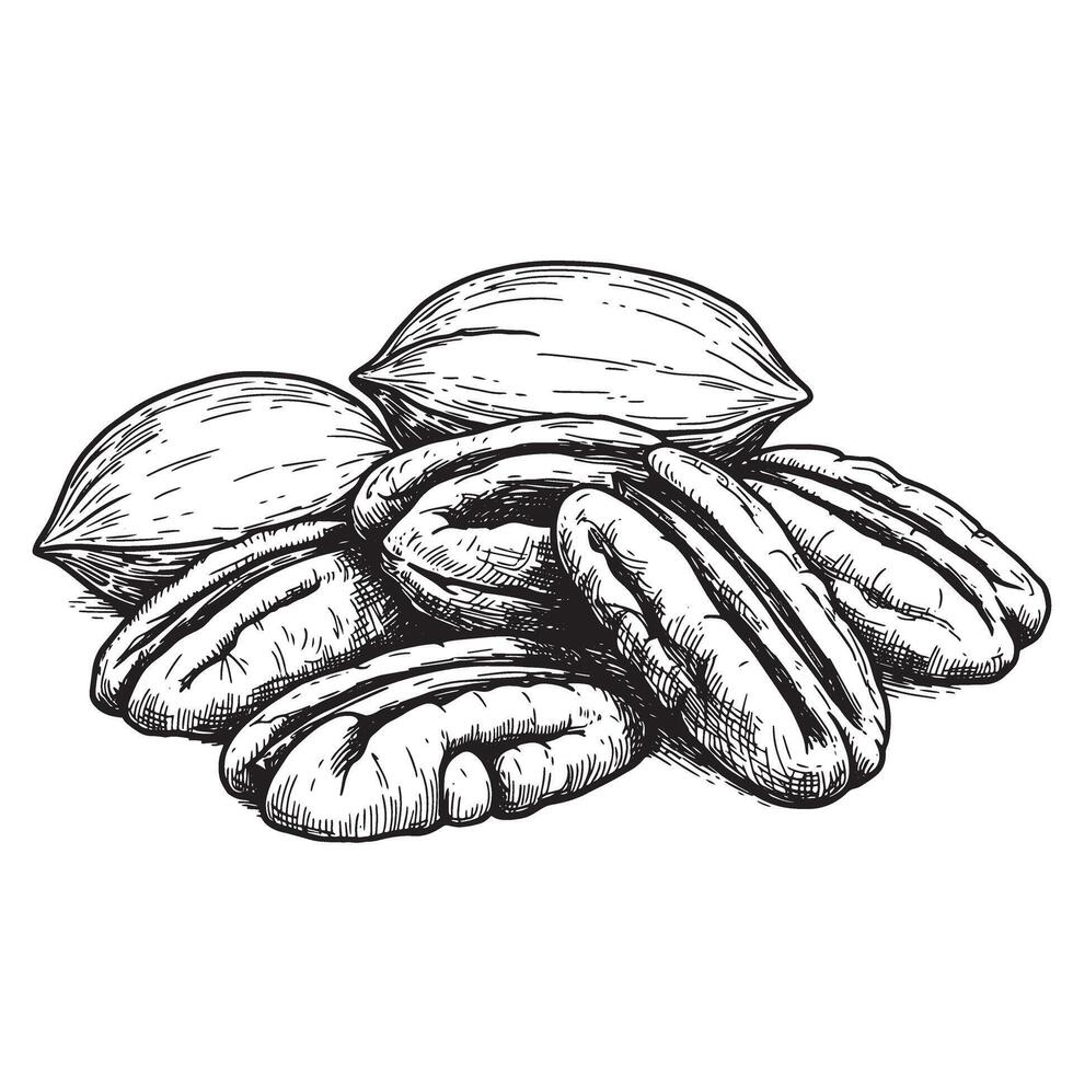Detailed vintage art silhouette illustration depicting delicious pecan nuts and nutmeats in a realistic and botanical style vector