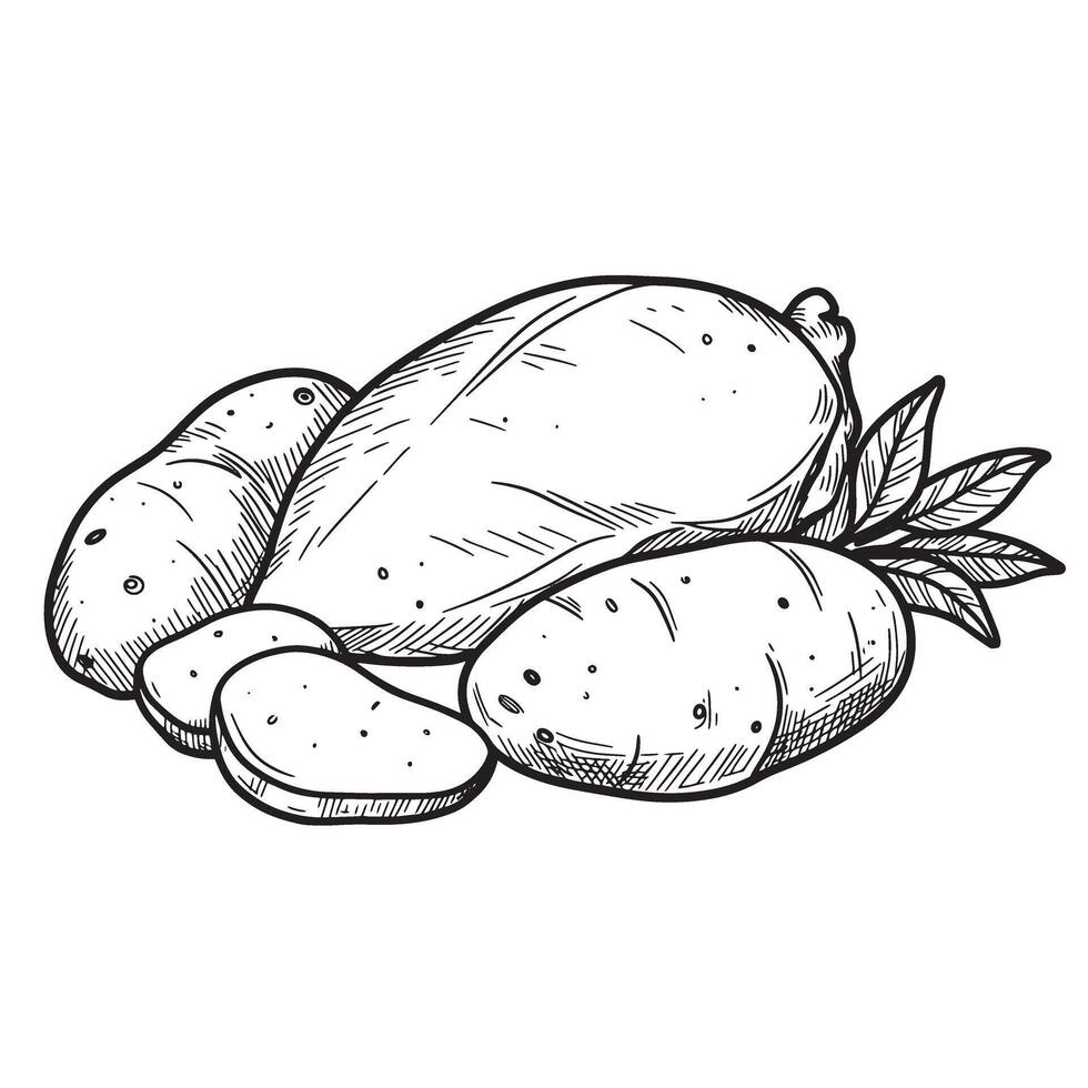 illustration of a collection of detailed vintage art silhouette potatoes and potato slices with leafy foliage vector
