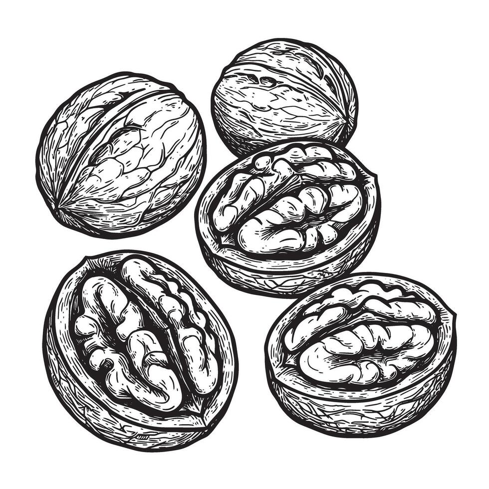 Detailed vintage art silhouette of walnuts whole and halved showing nut meat isolated against a white background vector
