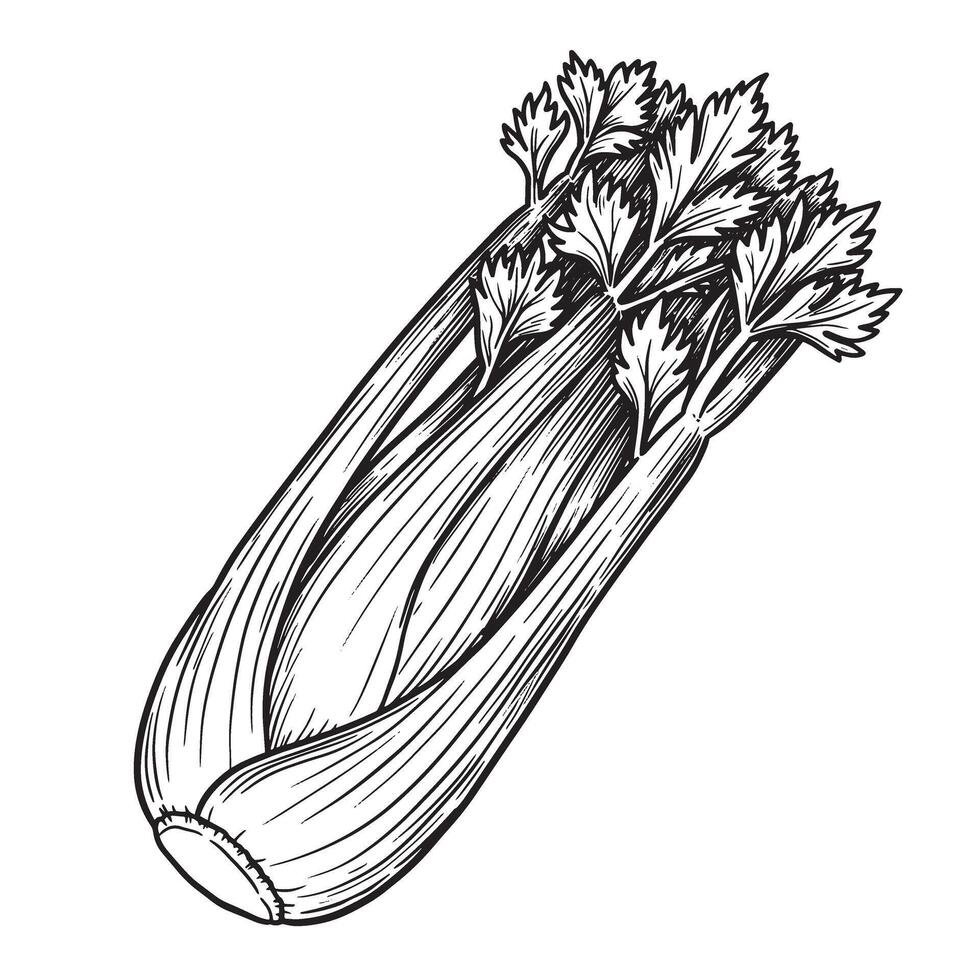 Detailed vintage art silhouette illustration of a fresh celery stalk and its leafy top isolated on white background vector