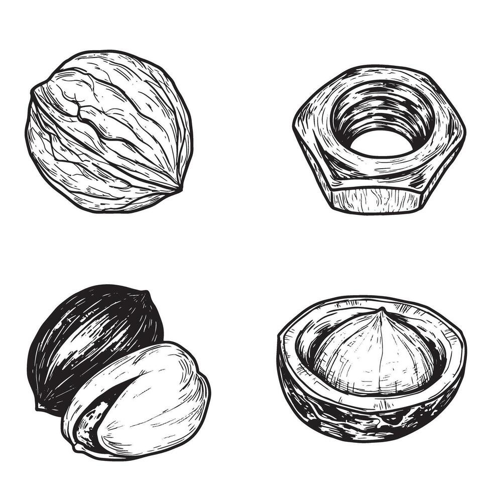 Detailed black and white nut food illustrations in vintage engraved style ornament set vector