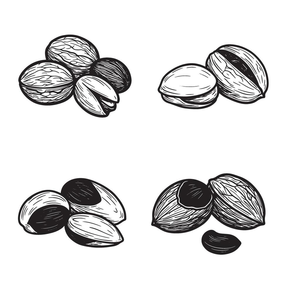Elegant black and white hand drawn nut ornament set for culinary and design projects vector