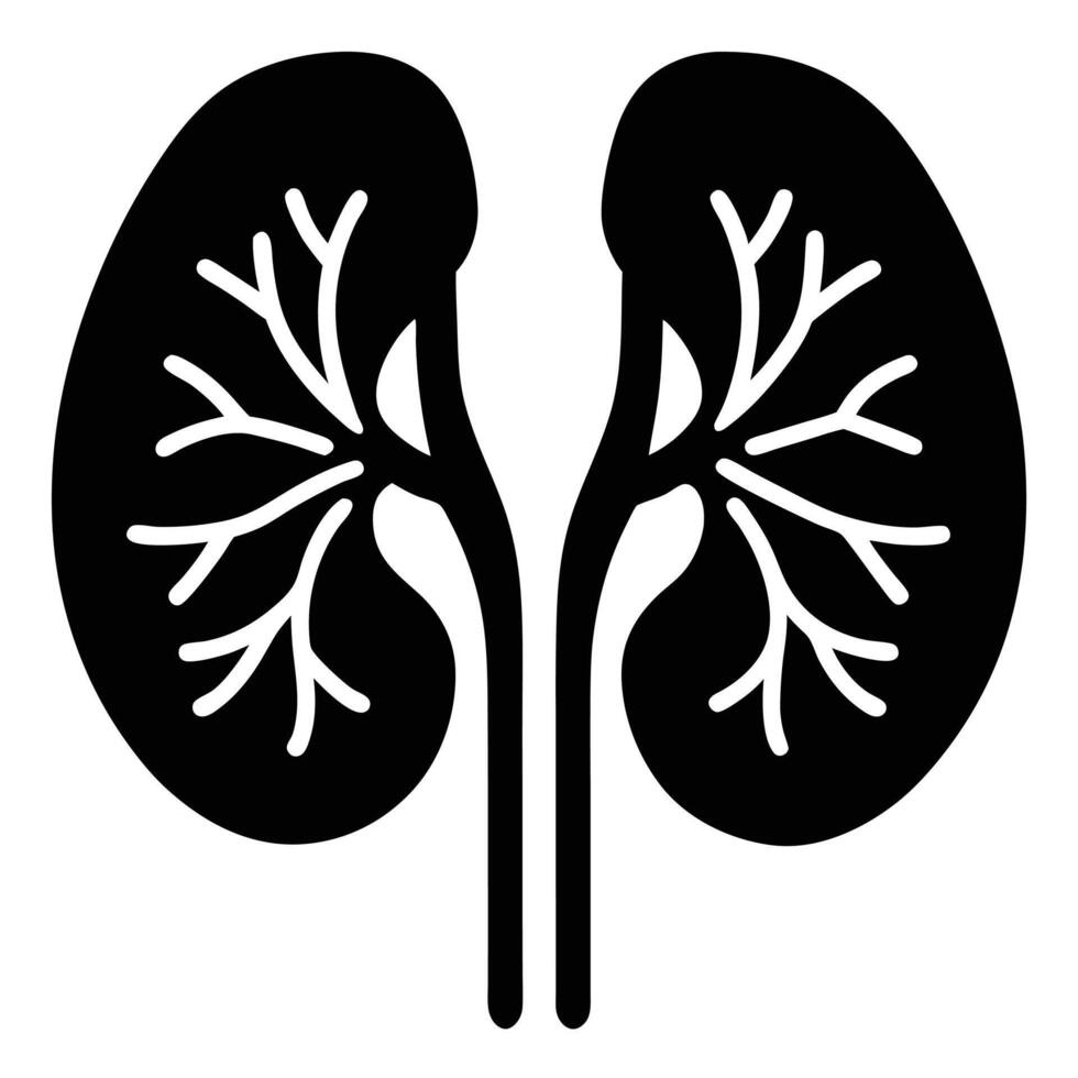 Black and white illustration of human kidneys with branching vessels human anatomy internal organ vector