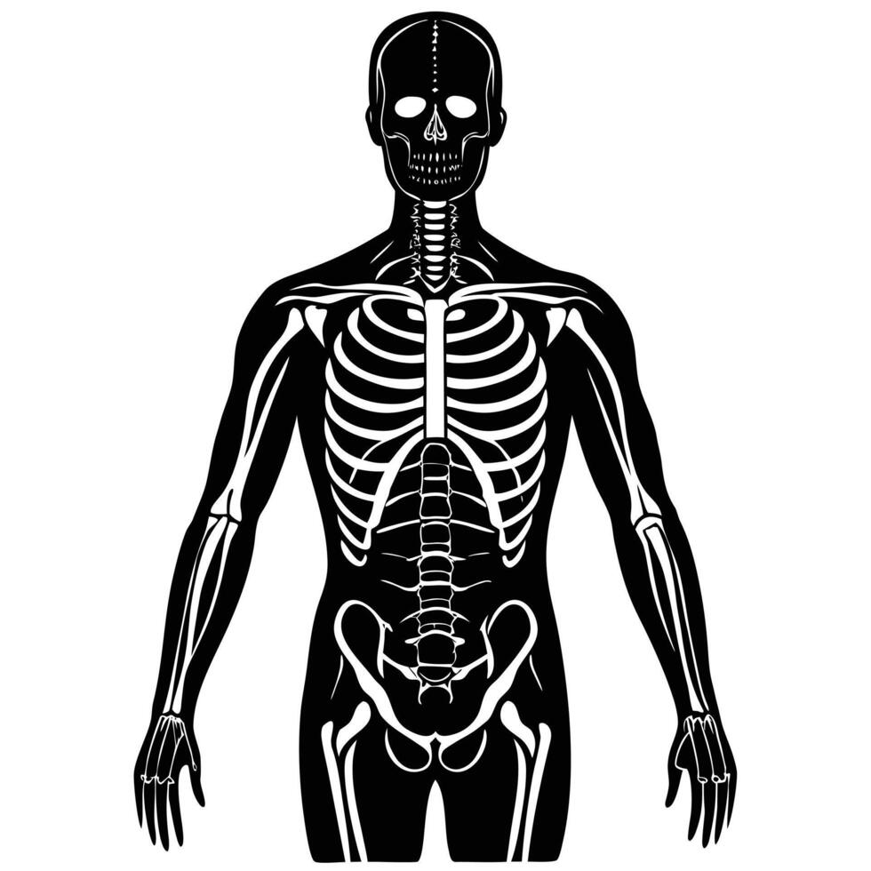Human skeletal system anatomical illustration skeleton human anatomy vector