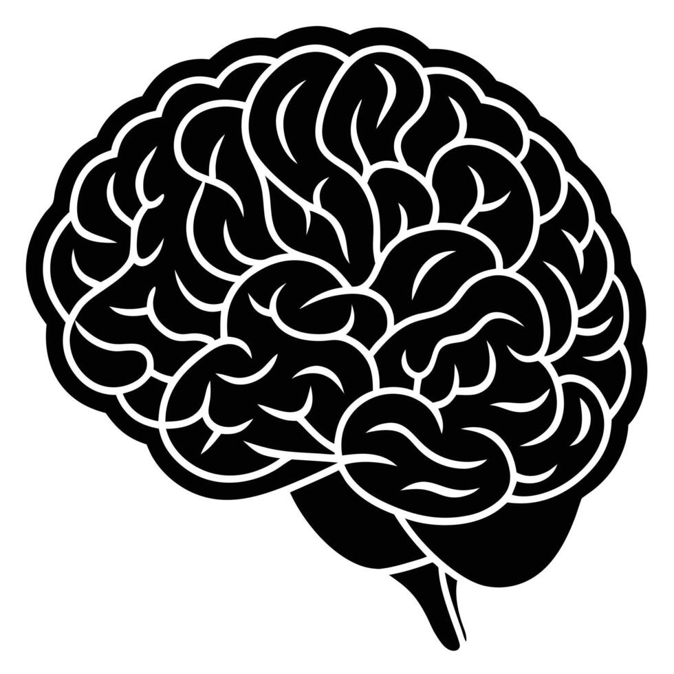 Detailed black and white line drawing of a human brain neuroscience anatomy vector