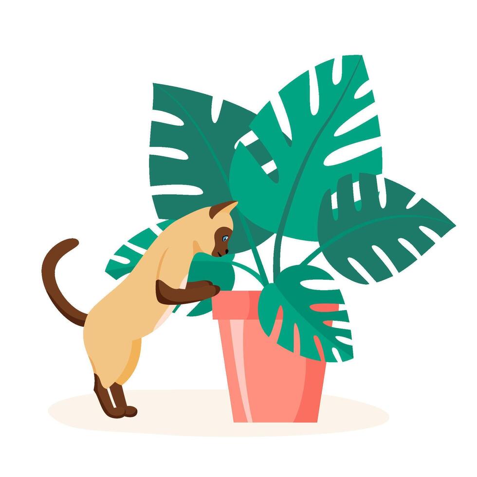 Siamese cat trying to eat home plant. Badly behaved pet destroying house plant. Naughty domestic animal looking into flower pot. Flat style vector