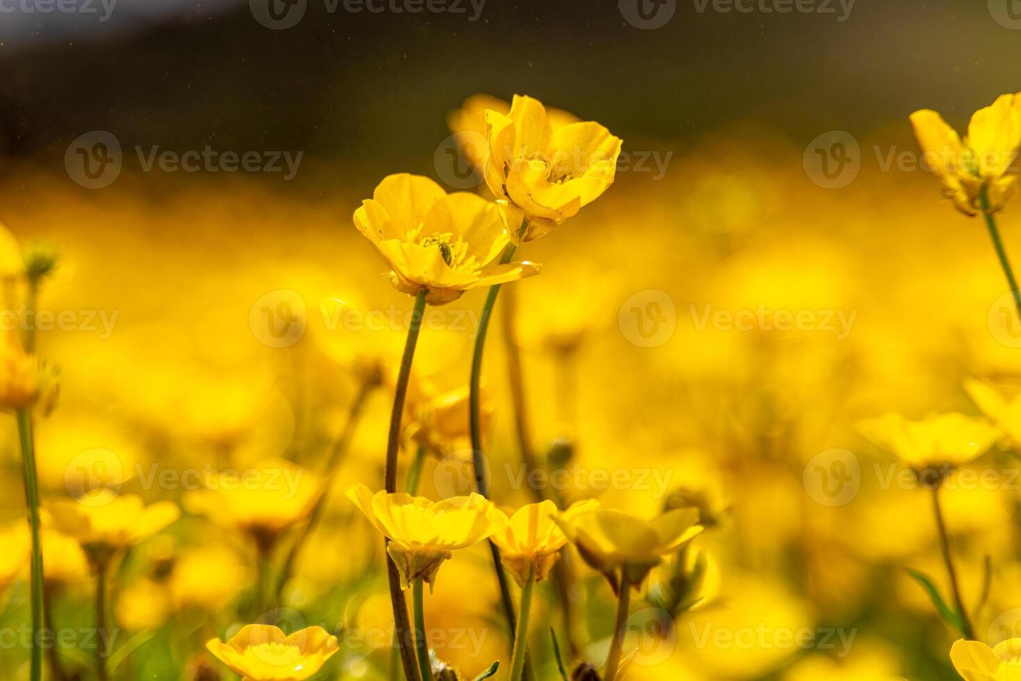 Buttercups Ranunculus Meadow Spring. Yellow flowers bloom in mountain field during springtime for beauty. photo