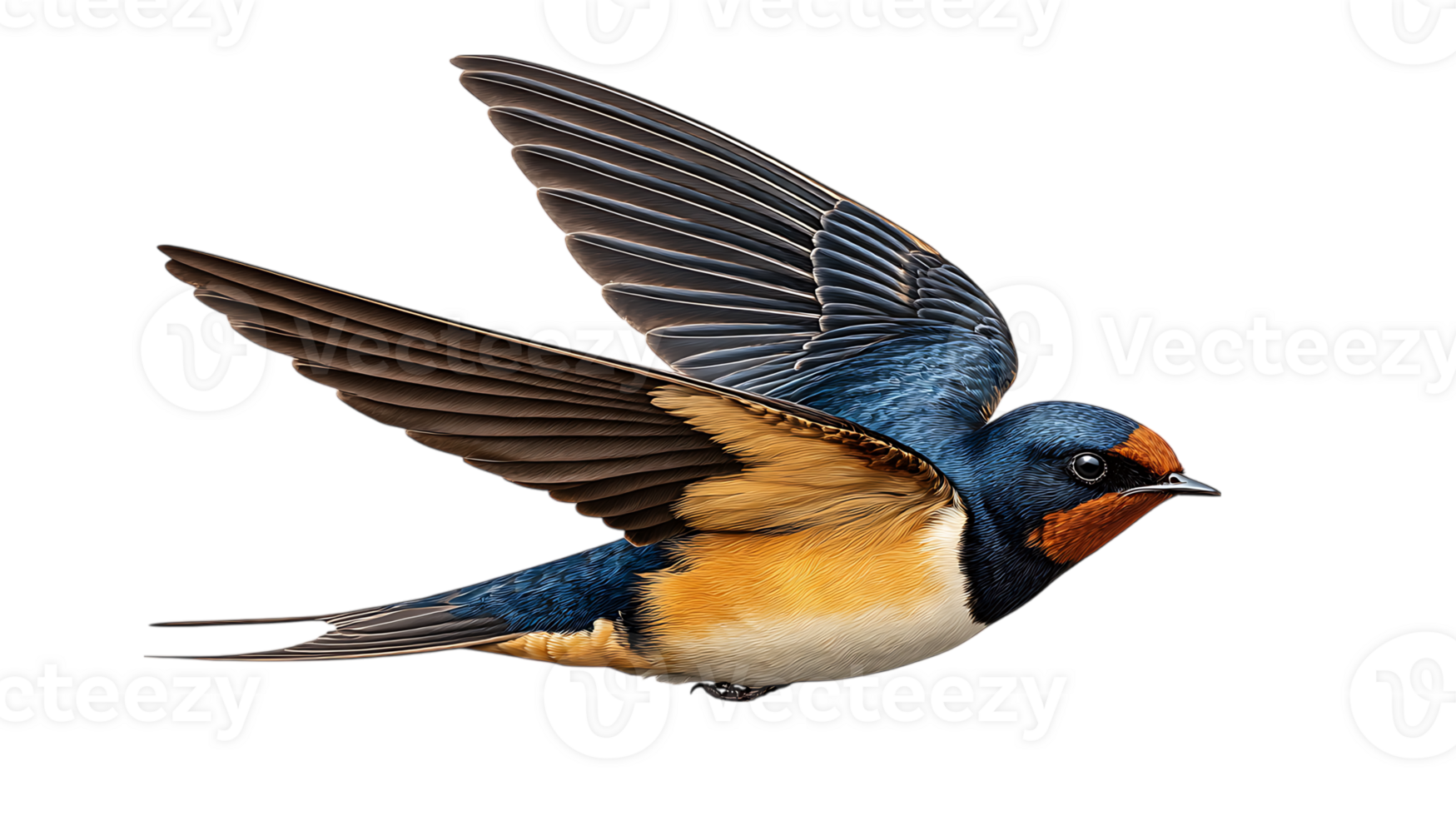 Barn swallow in flight detailed illustration isolated on transparent background png