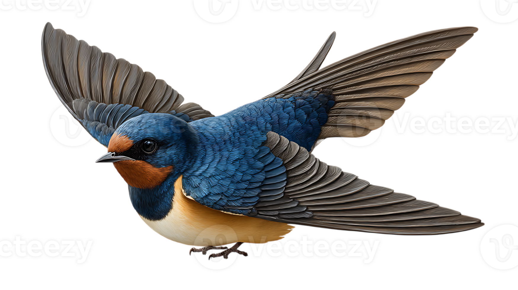 Barn swallow in flight detailed illustration isolated on transparent background image png