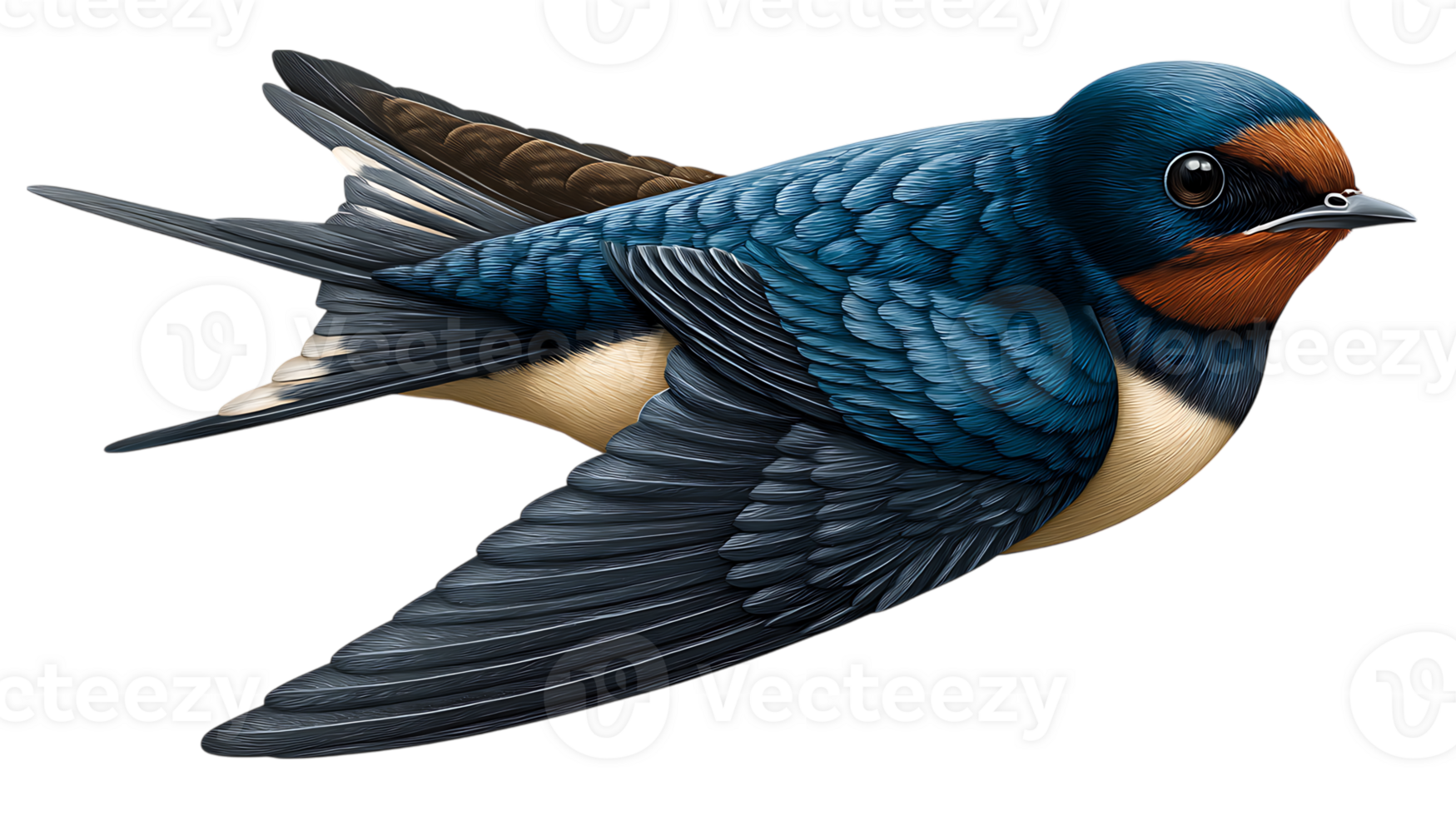 Illustration of a barn swallow in flight isolated on transparent background png