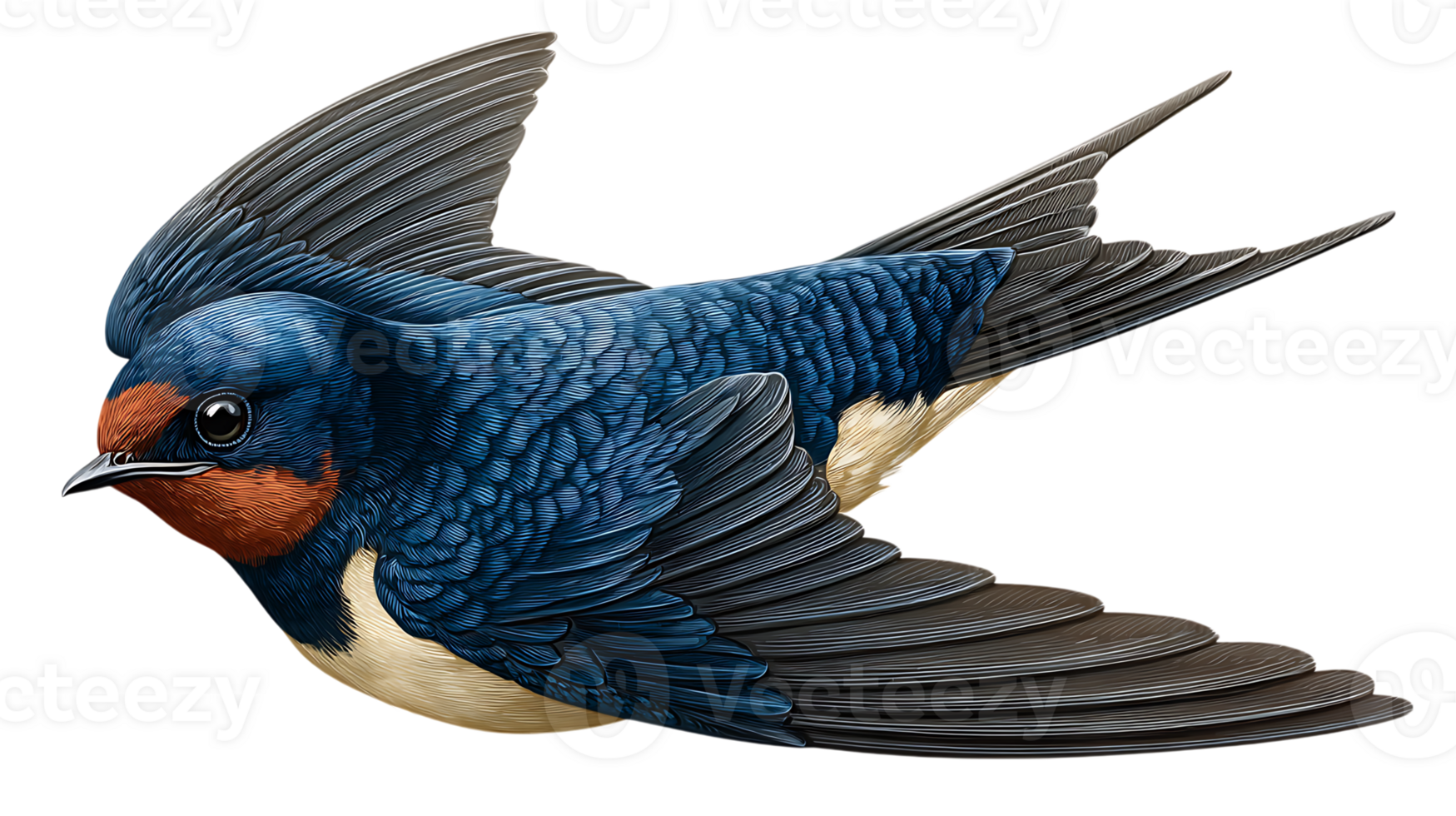 Details illustration of a barn swallow in flight isolated on transparent background png