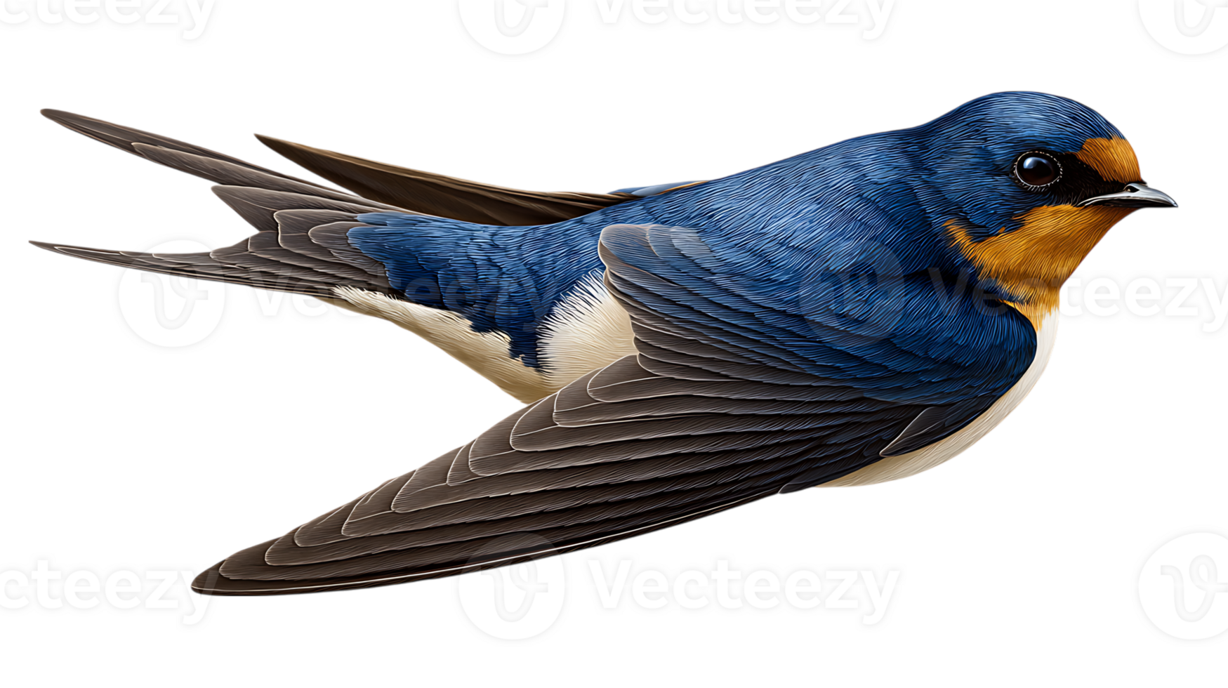 Detailed illustration of a barn swallow bird isolated on transparent background png