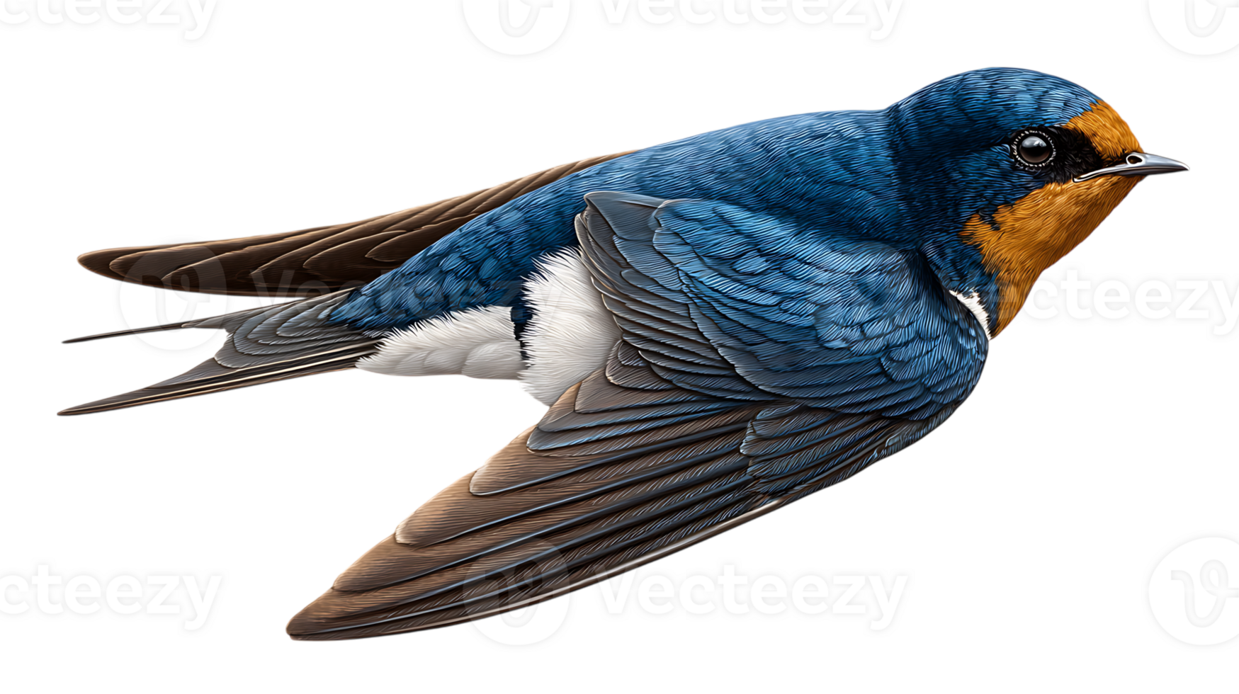 Detailed illustration of a blue and orange swallow bird isolated on transparent background png