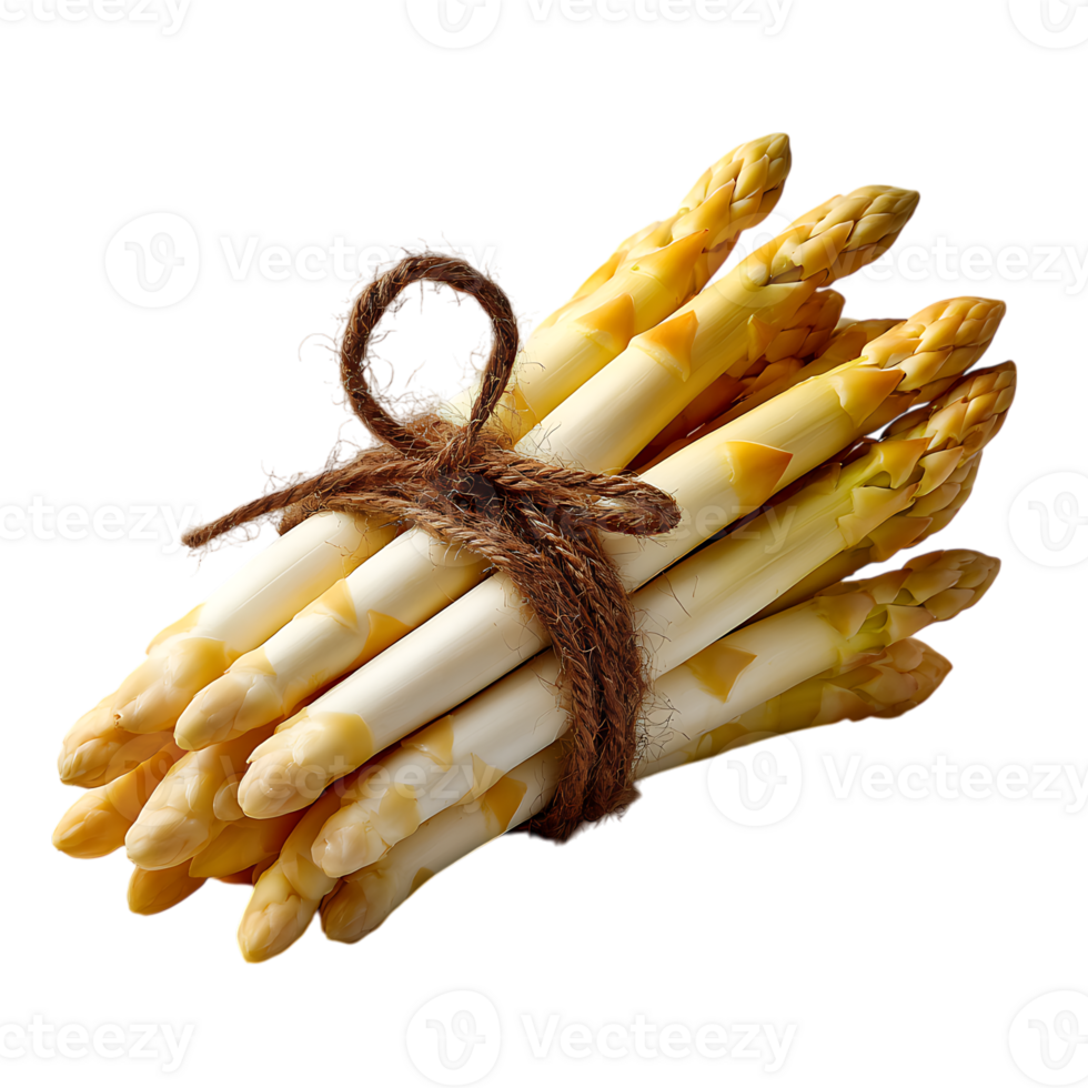 Freshly harvested white asparagus spears tied with twine isolated on transparent background png