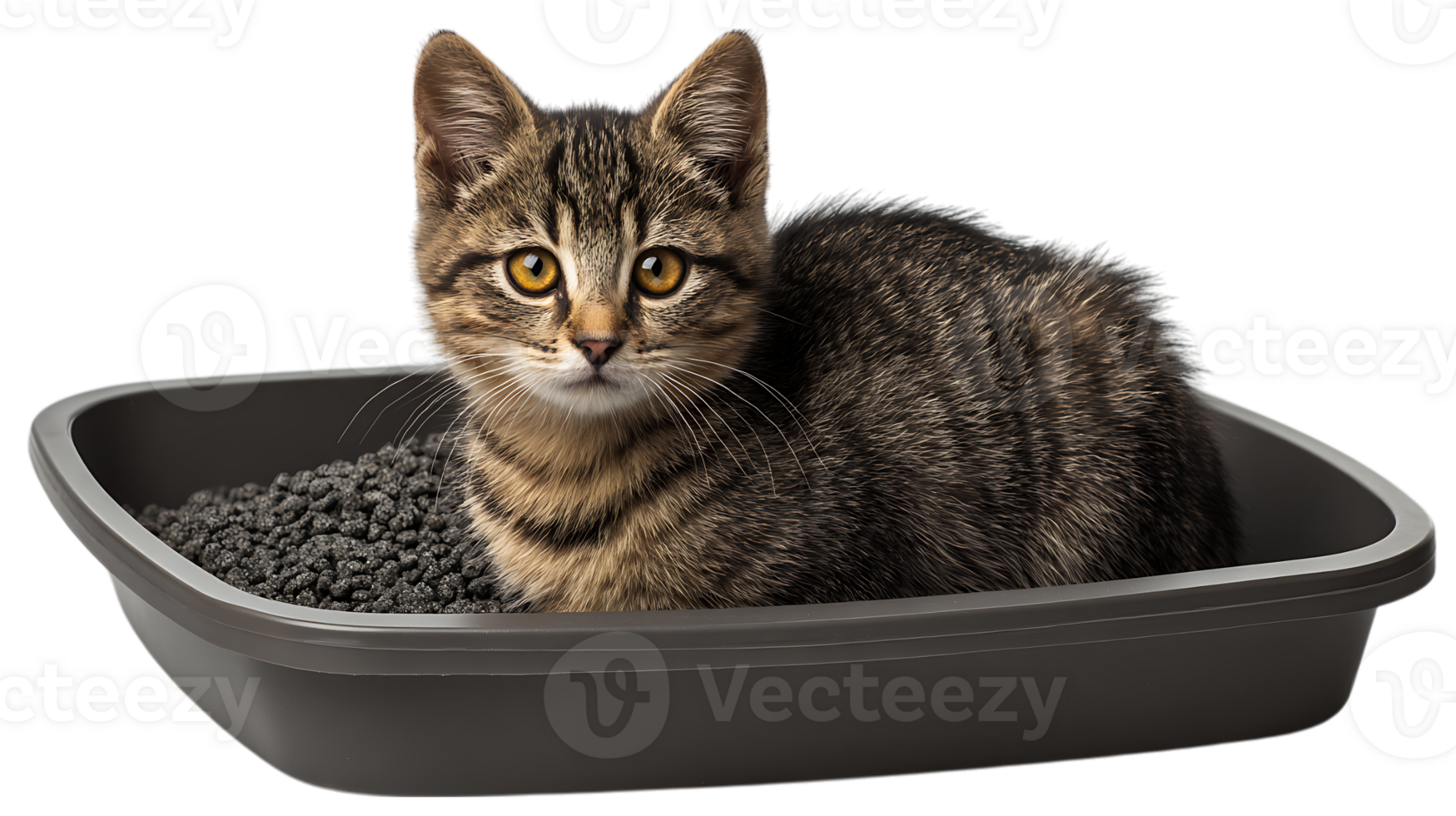 Adorable tabby kitten sitting comfortably in a clean litter box filled with grey litter isolated on transparent background png