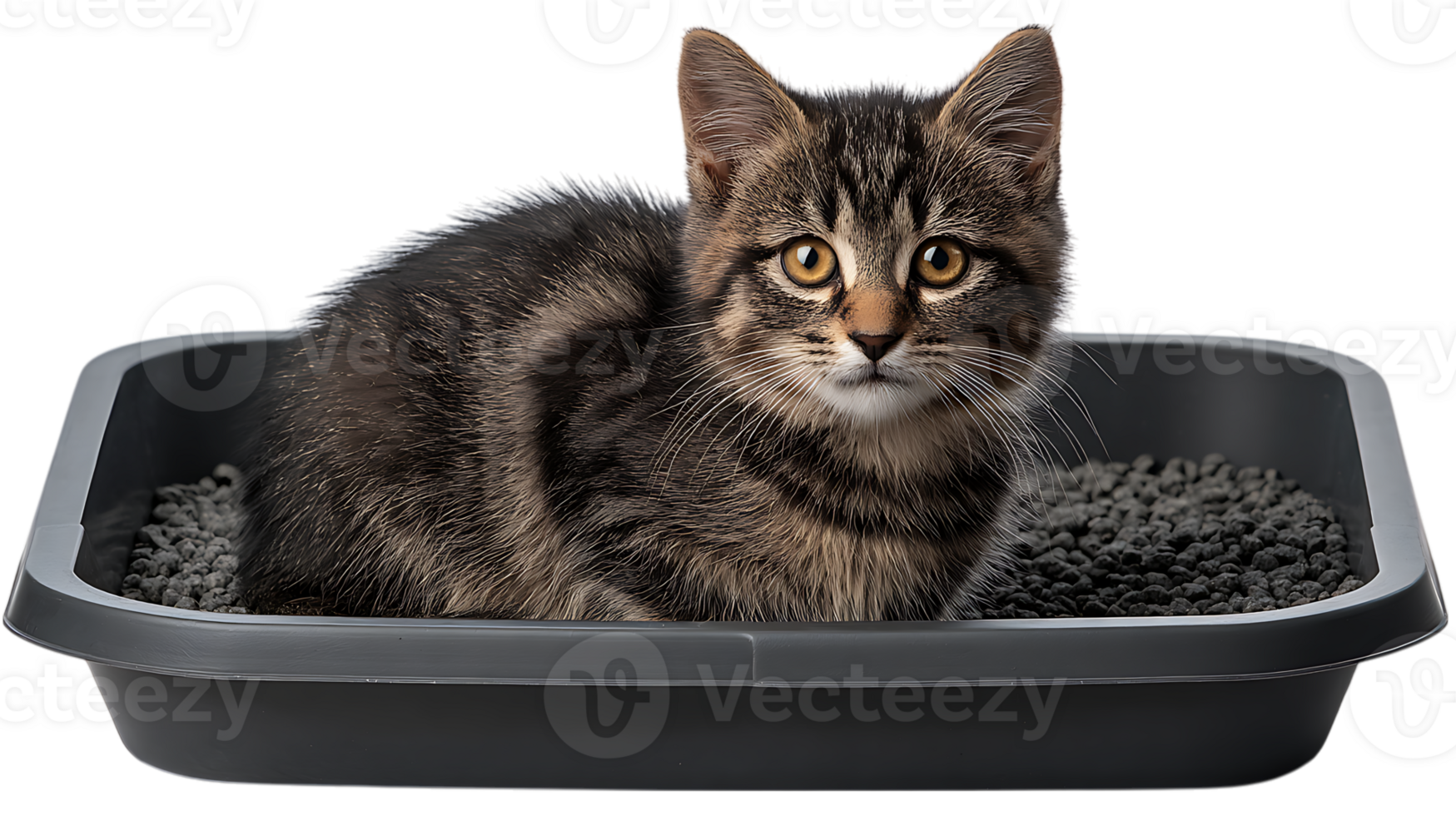 Cute tabby kitten sitting in a litter box filled with dark litter isolated on transparent background png