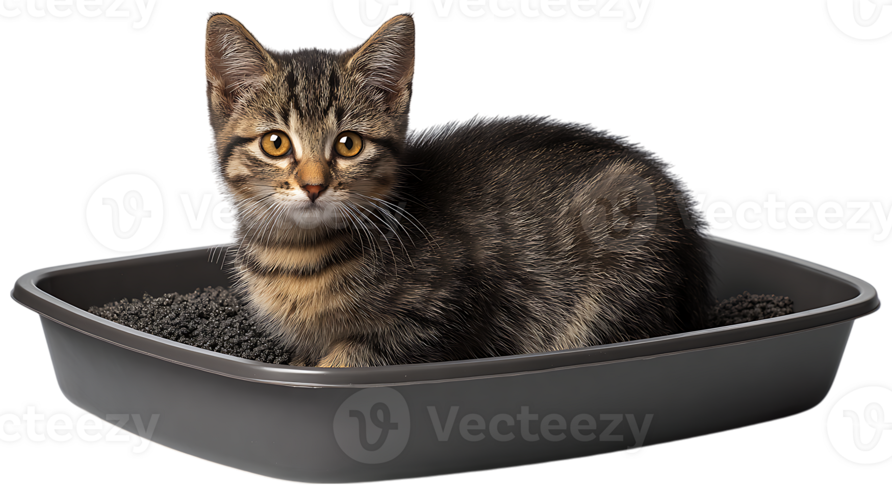 Adorable tabby kitten sitting in a litter box filled with dark litter isolated on transparent background png