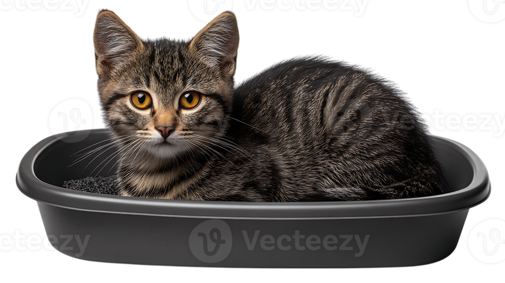 Adorable tabby kitten with bright orange eyes resting comfortably in a dark grey litter box filled with black litter isolated on transparent background png