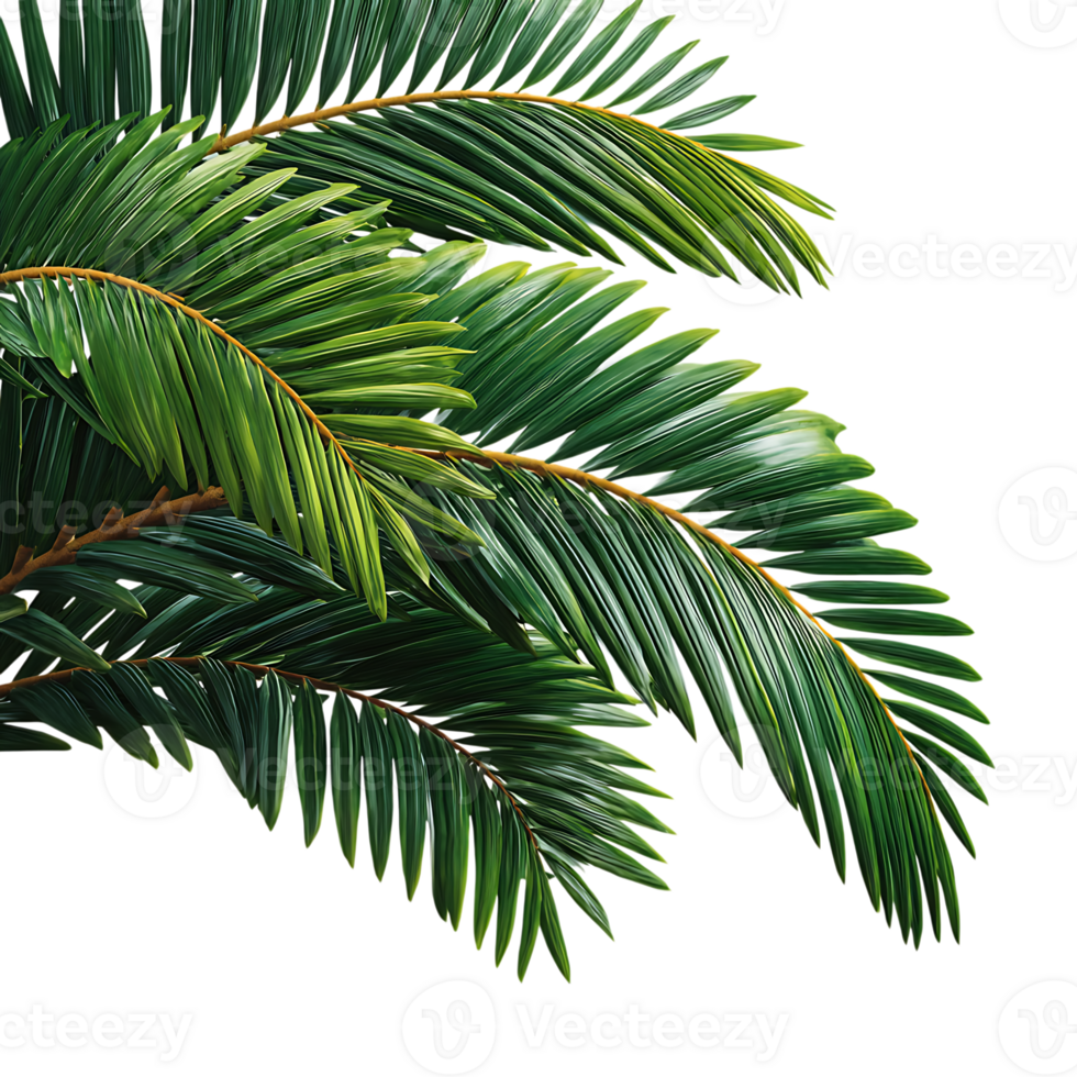 Vibrant green palm fronds with detailed texture and natural curves isolated on transparent background png