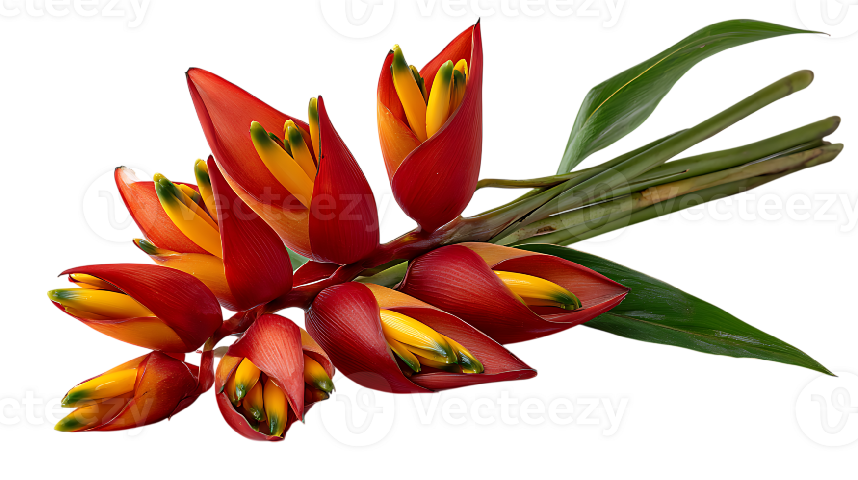 Vibrant heliconia flower cluster with red and yellow petals and green leaves isolated on transparent background png