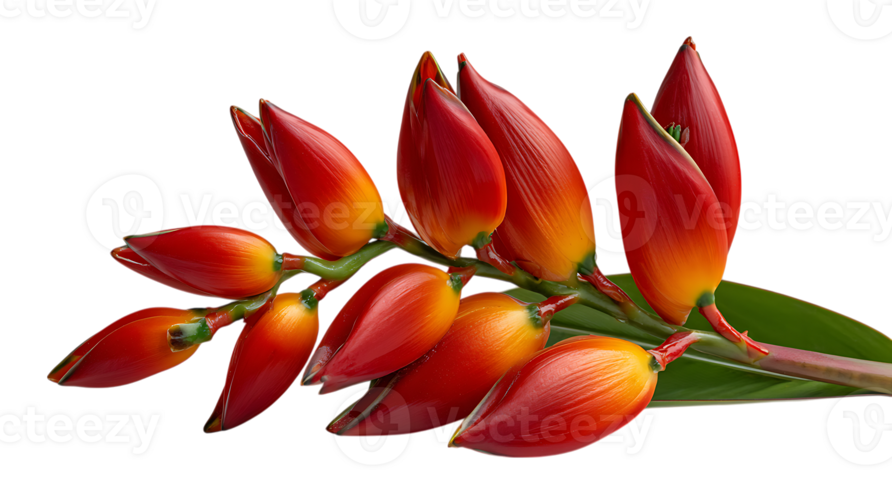 Vibrant red and orange heliconia lobster claw flower buds isolated on transparent background png
