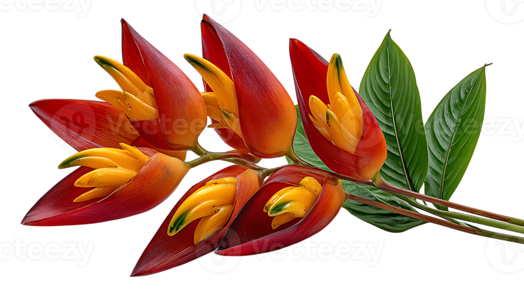 Vibrant heliconia flower cluster with yellow blooms and red bracts isolated on transparent background png