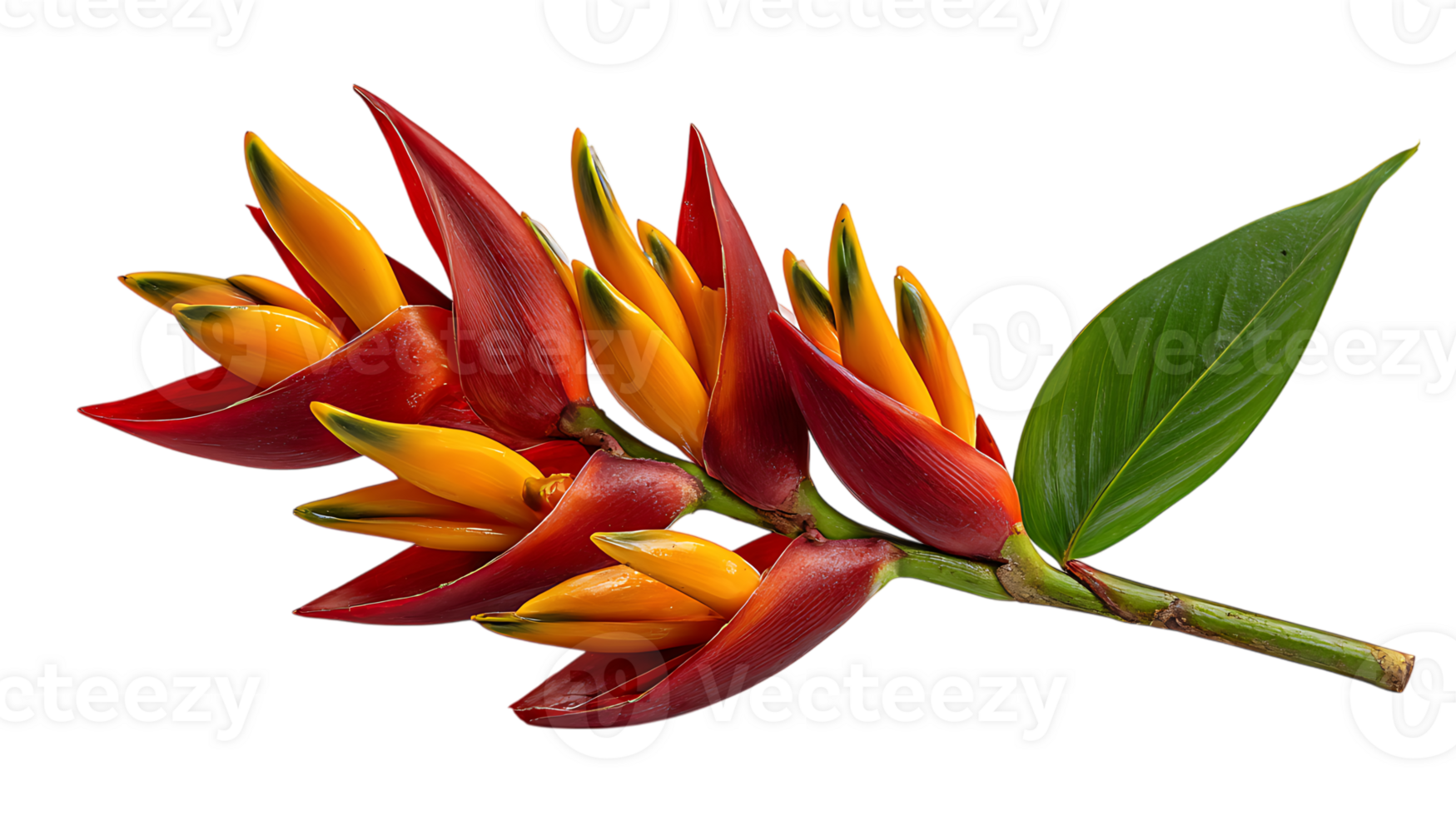 Vibrant heliconia flower with red and yellow bracts and green leaf isolated on transparent background png
