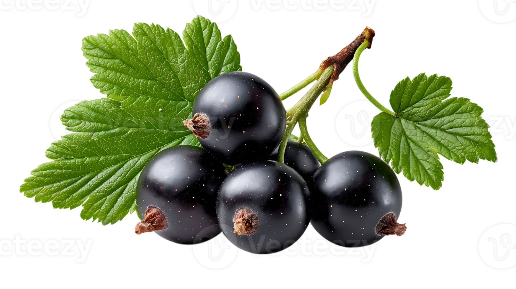 A cluster of ripe blackcurrants with vibrant green leaves on a stem isolated on transparent background png