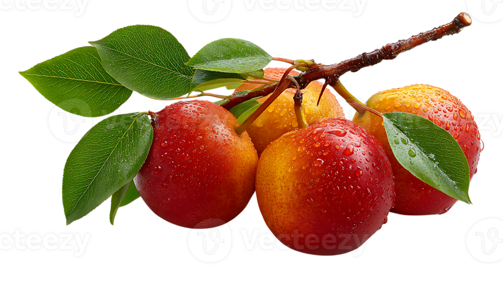 A cluster of ripe red and yellow pears with water droplets on a branch with green leaves isolated on transparent background png