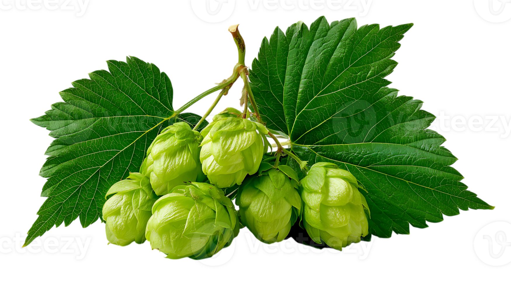A cluster of fresh green hop cones with detailed leaves isolated on transparent background png