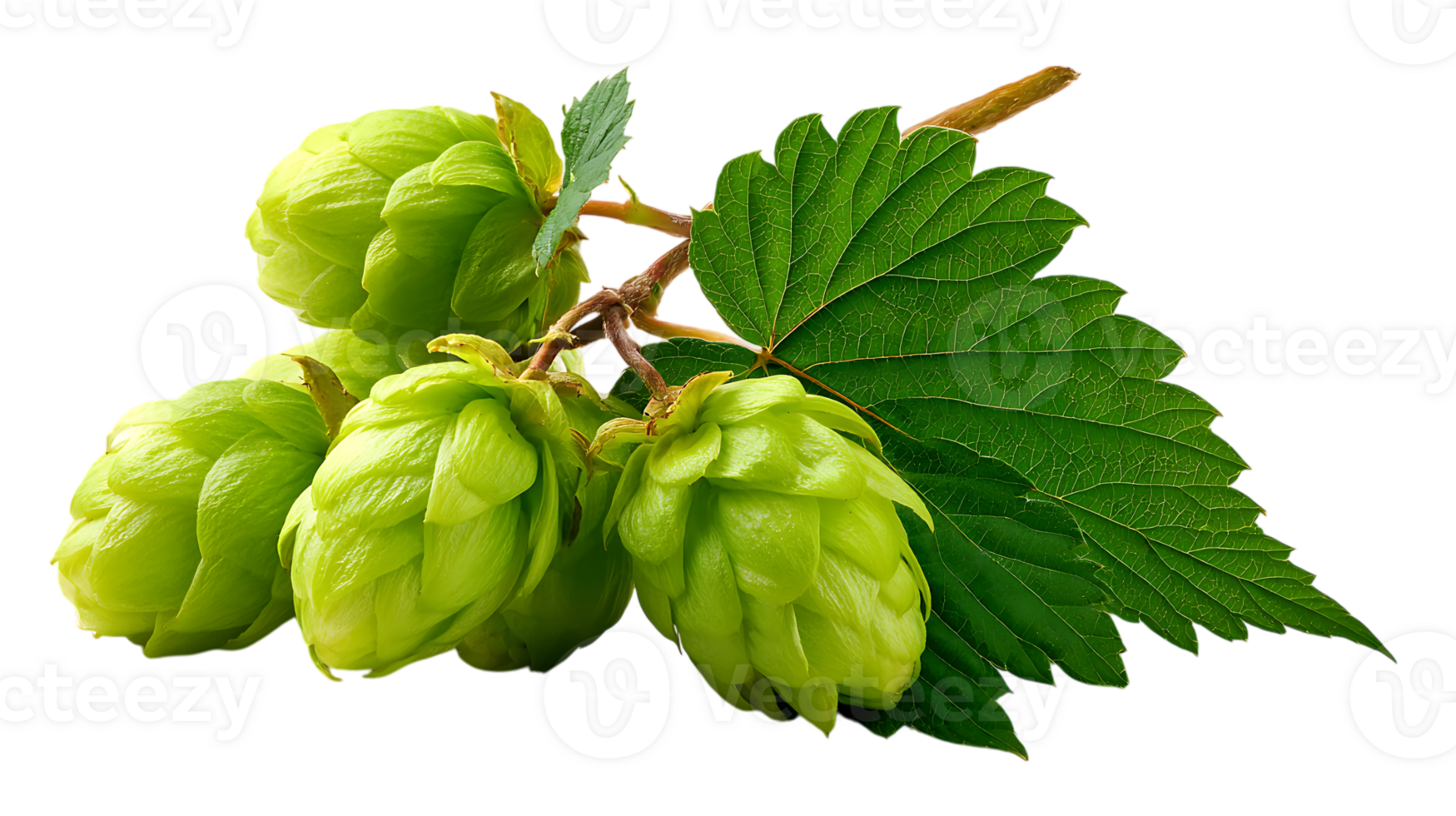 A cluster of fresh green hop cones with a detailed leaf on a stem isolated on transparent background png