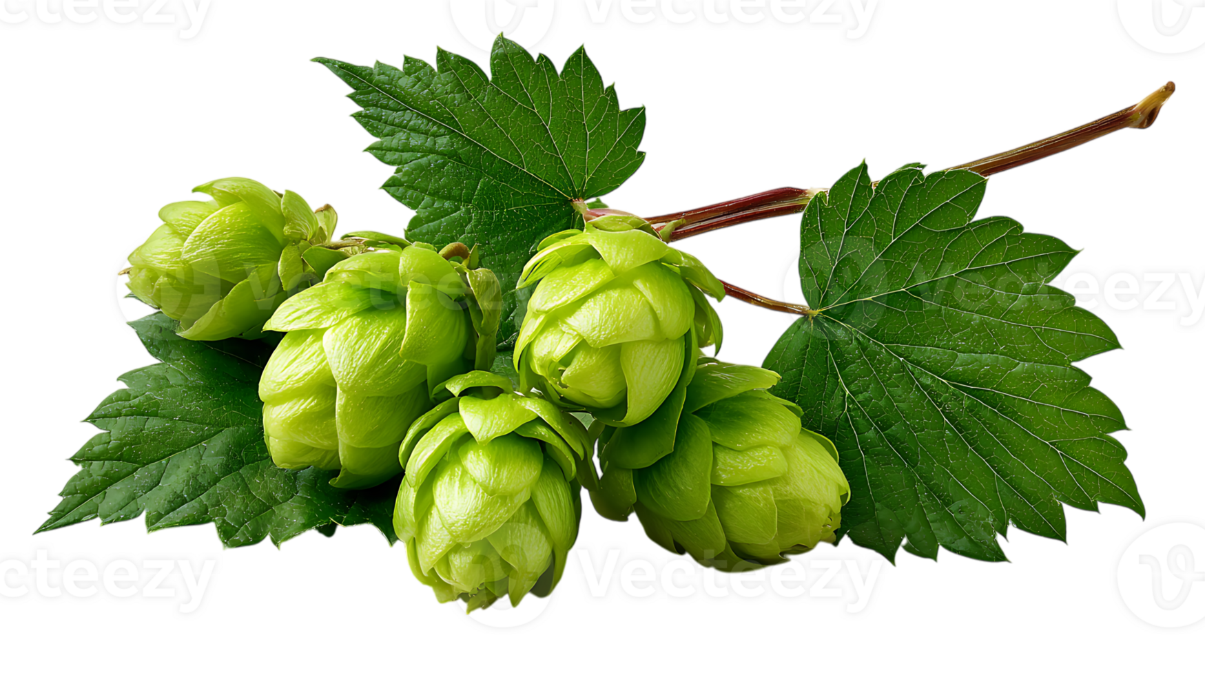 Fresh green hop cones with leaves on a branch isolated on transparent background png