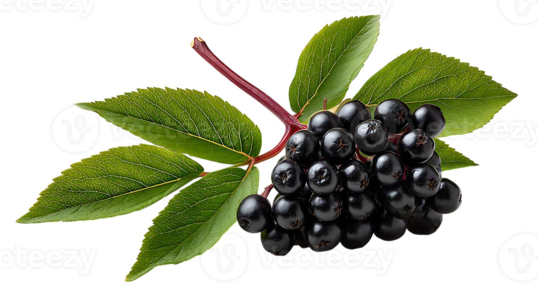 A cluster of ripe black aronia berries with green leaves on a stem isolated on transparent background png