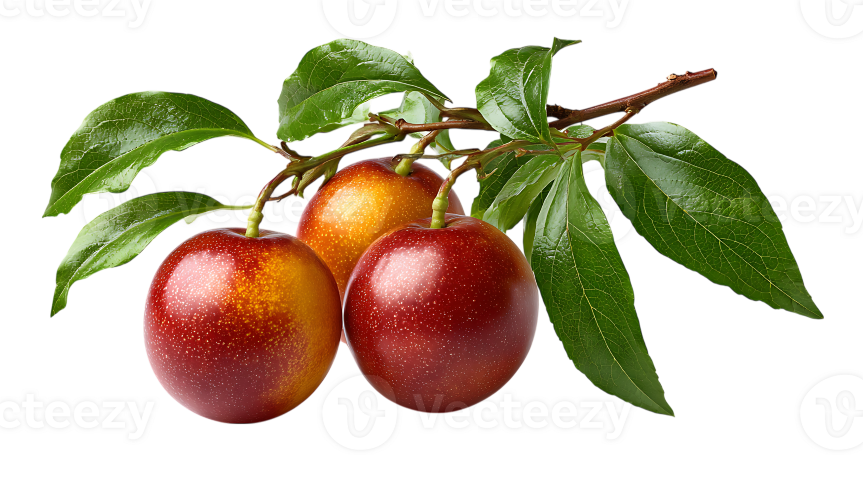 Three ripe red and yellow plums with green leaves on a branch isolated on transparent background image png