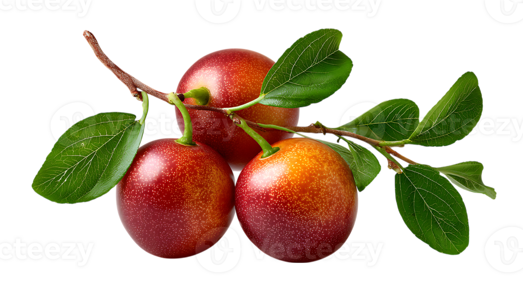 Three ripe red and yellow plums with green leaves on a branch on transparent background png