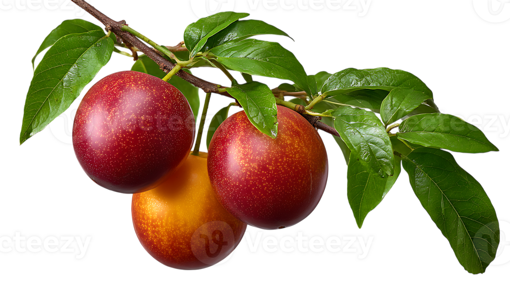Three ripe plums with green leaves on a branch isolated on transparent background png
