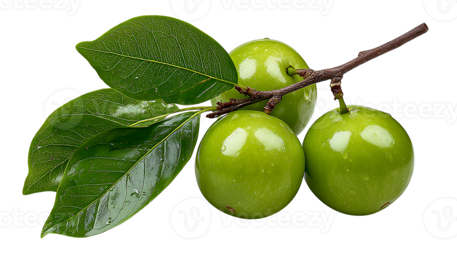 Three ripe green apples with water droplets on a branch with fresh leaves isolated on transparent background png