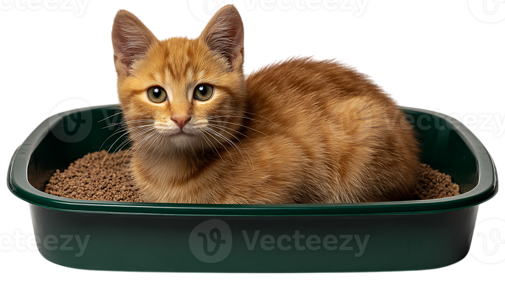 Adorable ginger kitten sitting comfortably in a green litter box filled with brown litter isolated on transparent background png