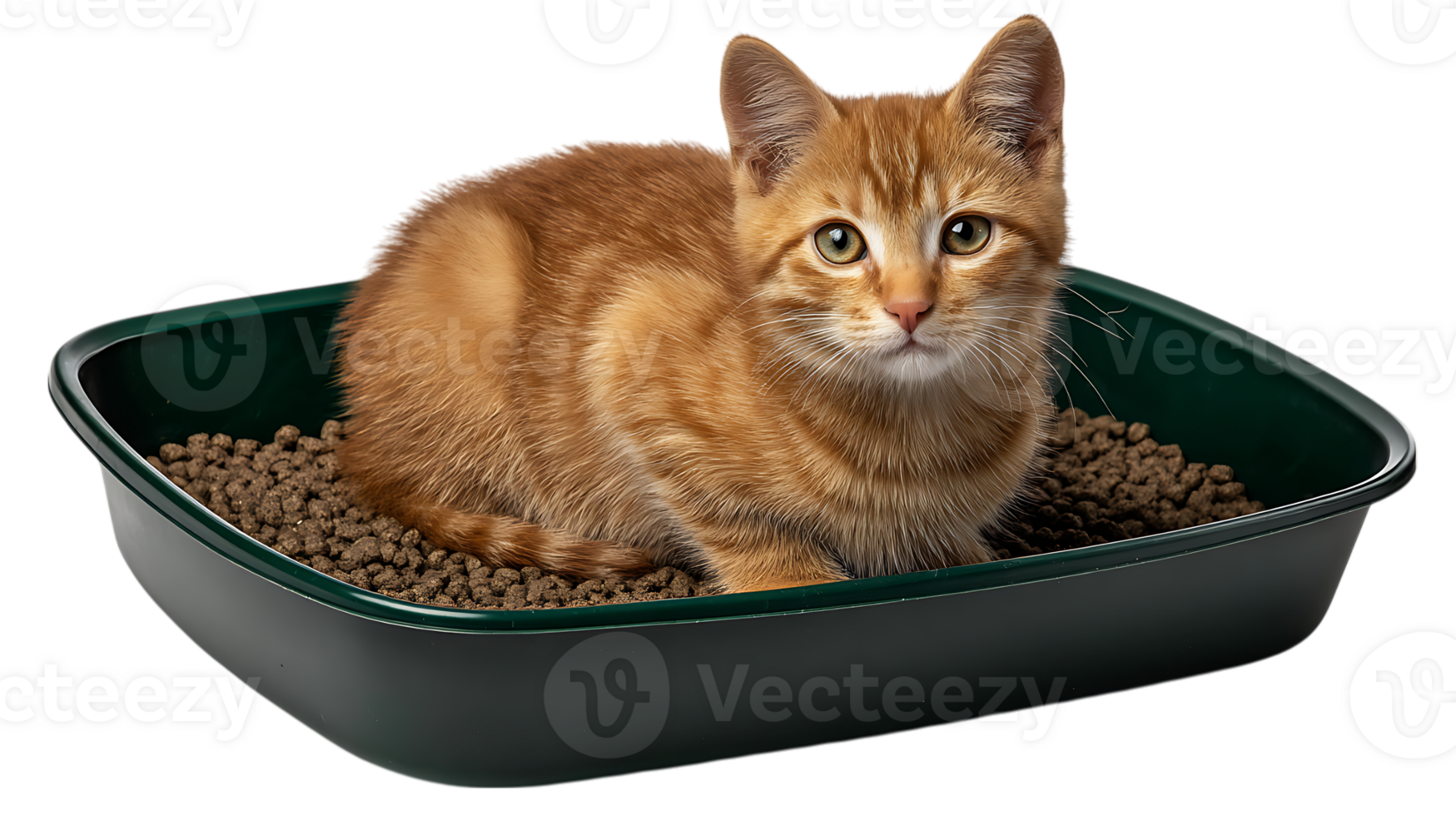 Adorable orange tabby kitten sitting in a green litter box filled with clumping cat litter isolated on transparent background png