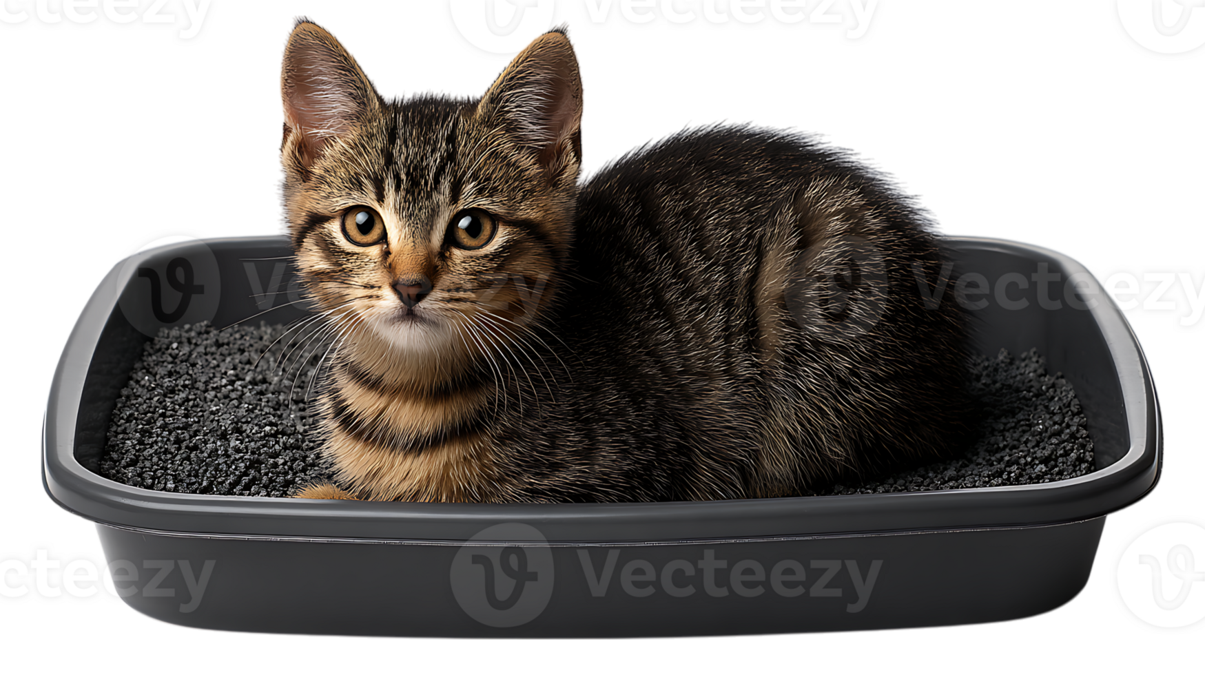 Adorable tabby kitten sitting in a clean litter box with dark litter isolated on transparent background png