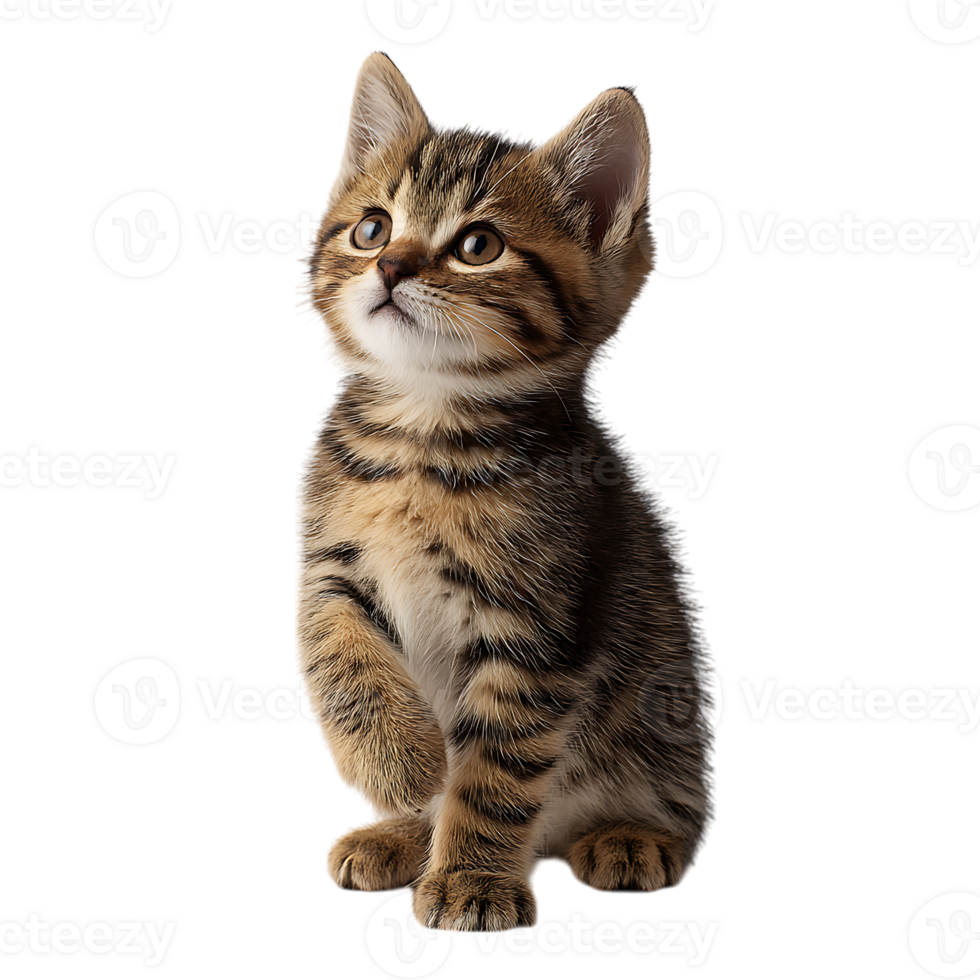 Adorable tabby kitten with curious eyes sitting attentively with one paw raised isolated on transparent background png