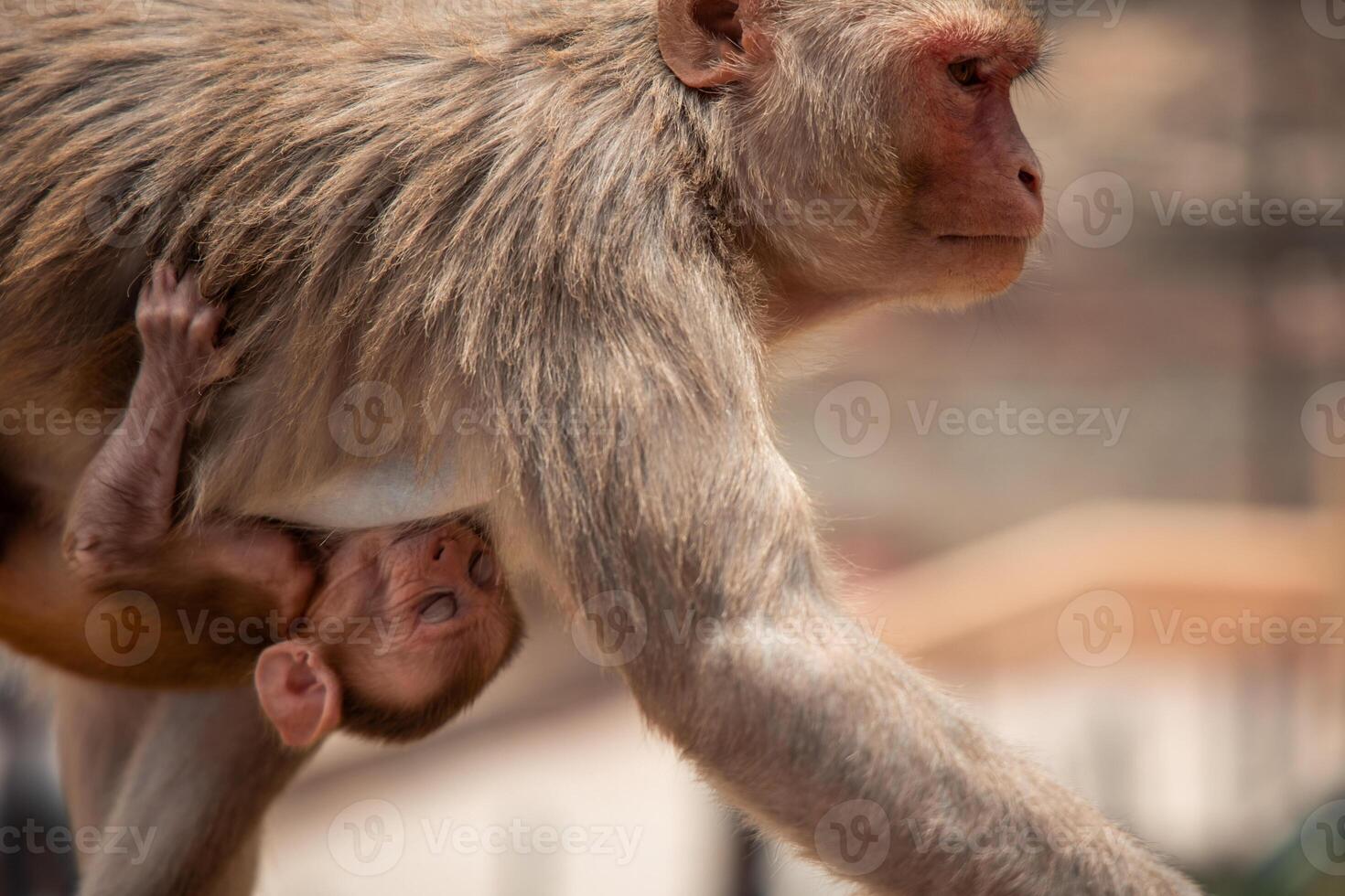 Mother rhesus macaque carrying her baby in Jaipur, India photo