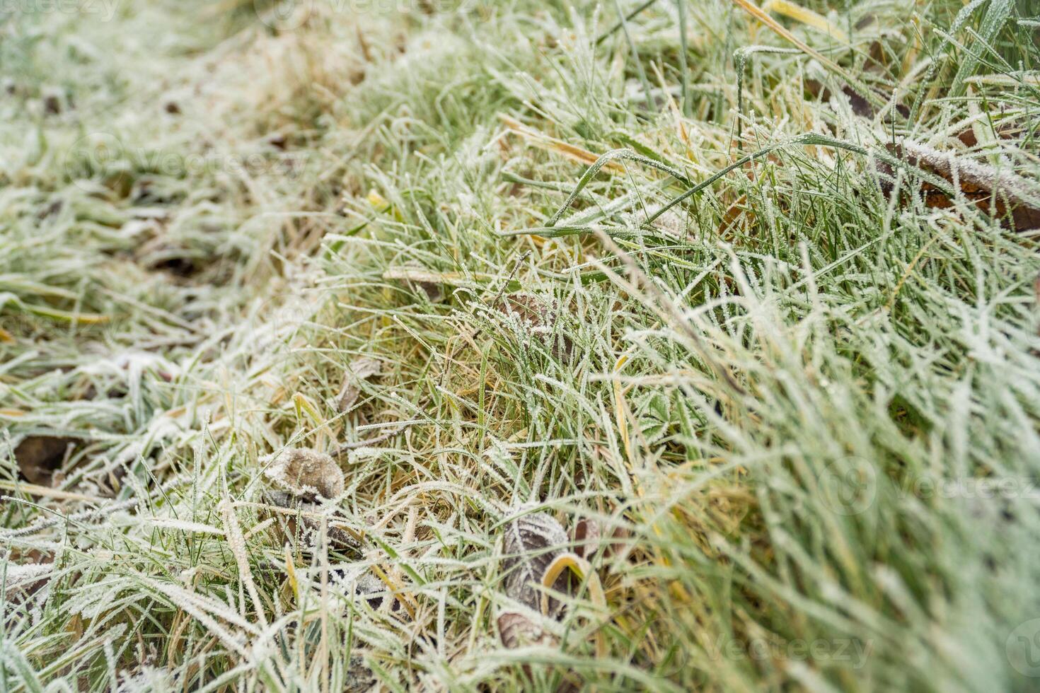 Frosty grass on winter walks with open fields in the background photo