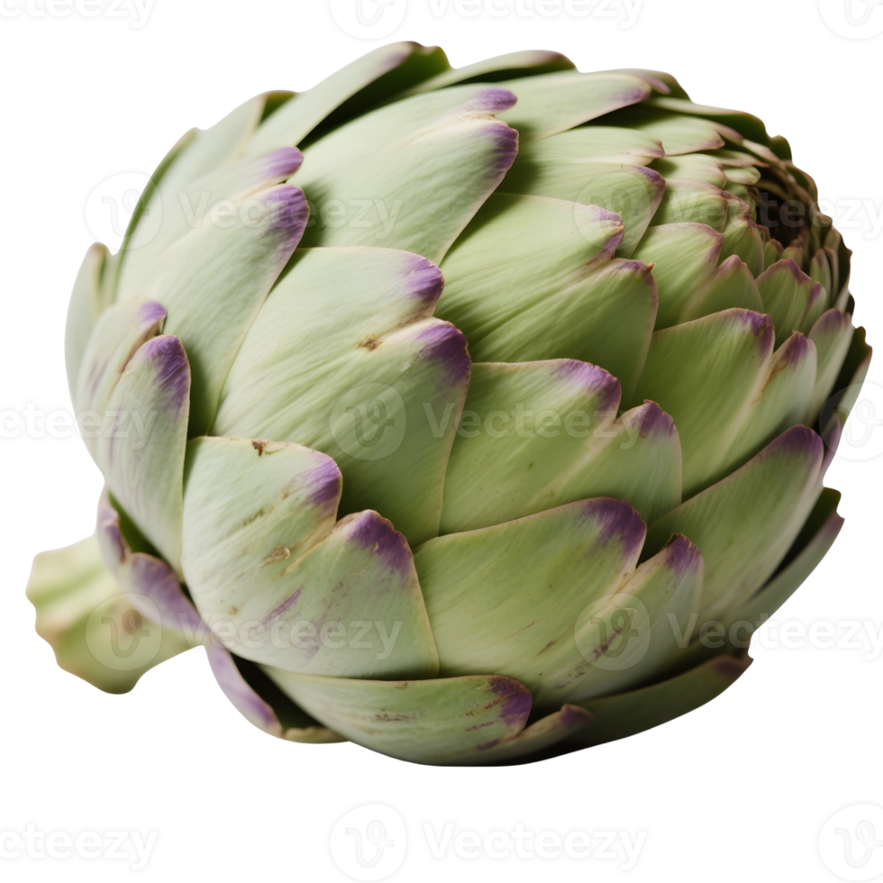 Fresh artichoke isolated on transparent background in detailed close up png