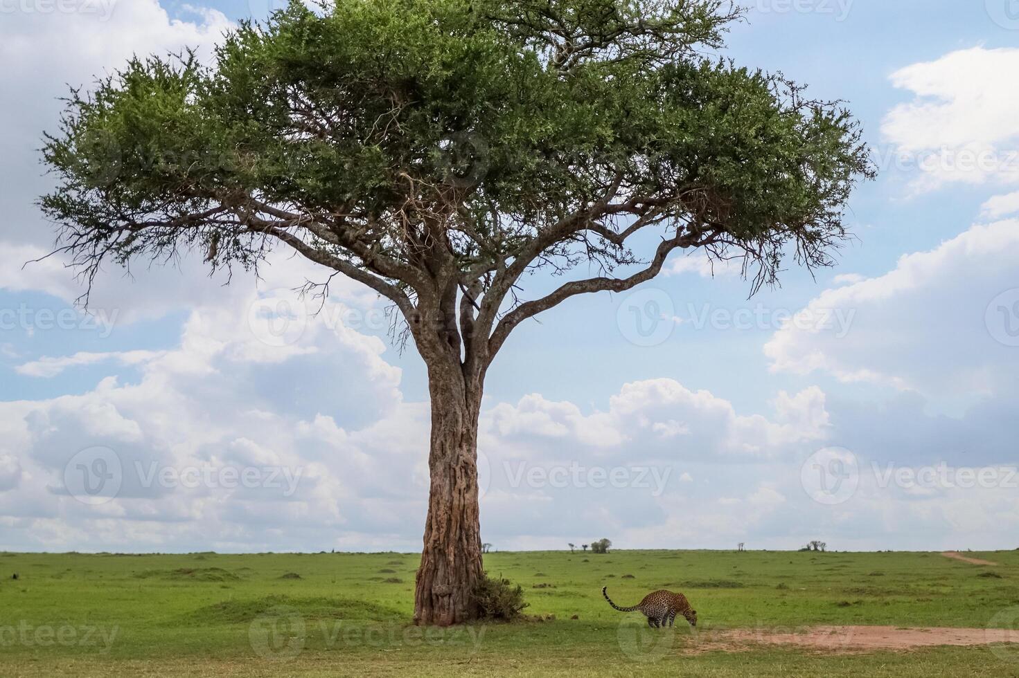 Leopard walking in the savannah near an acacia tree in Kenya photo