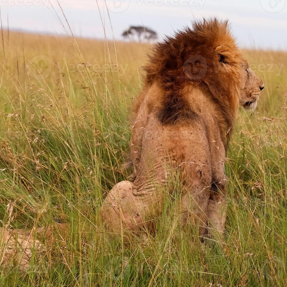 Majestic lion resting in the tall grass of the Kenyan savanna photo