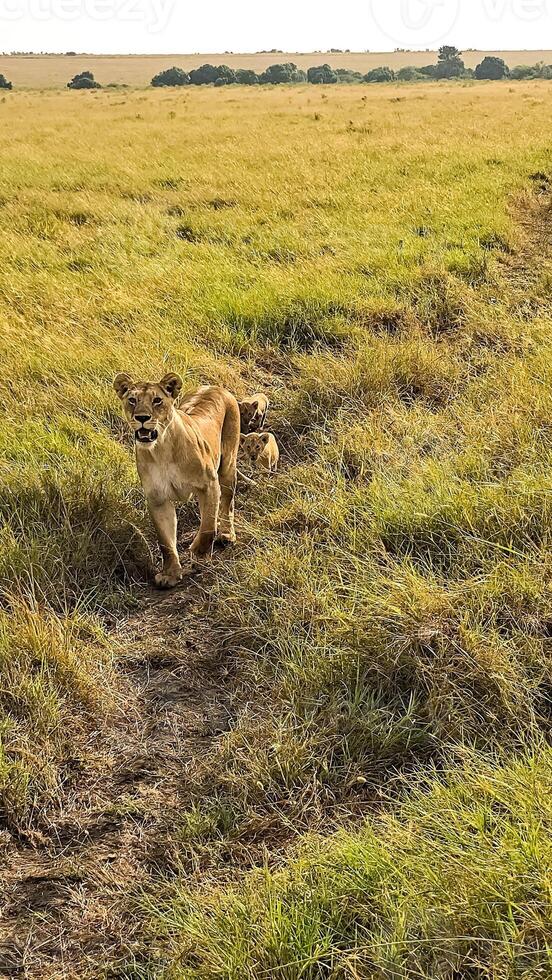 Lioness with cubs walking in the savannah in Kenya photo