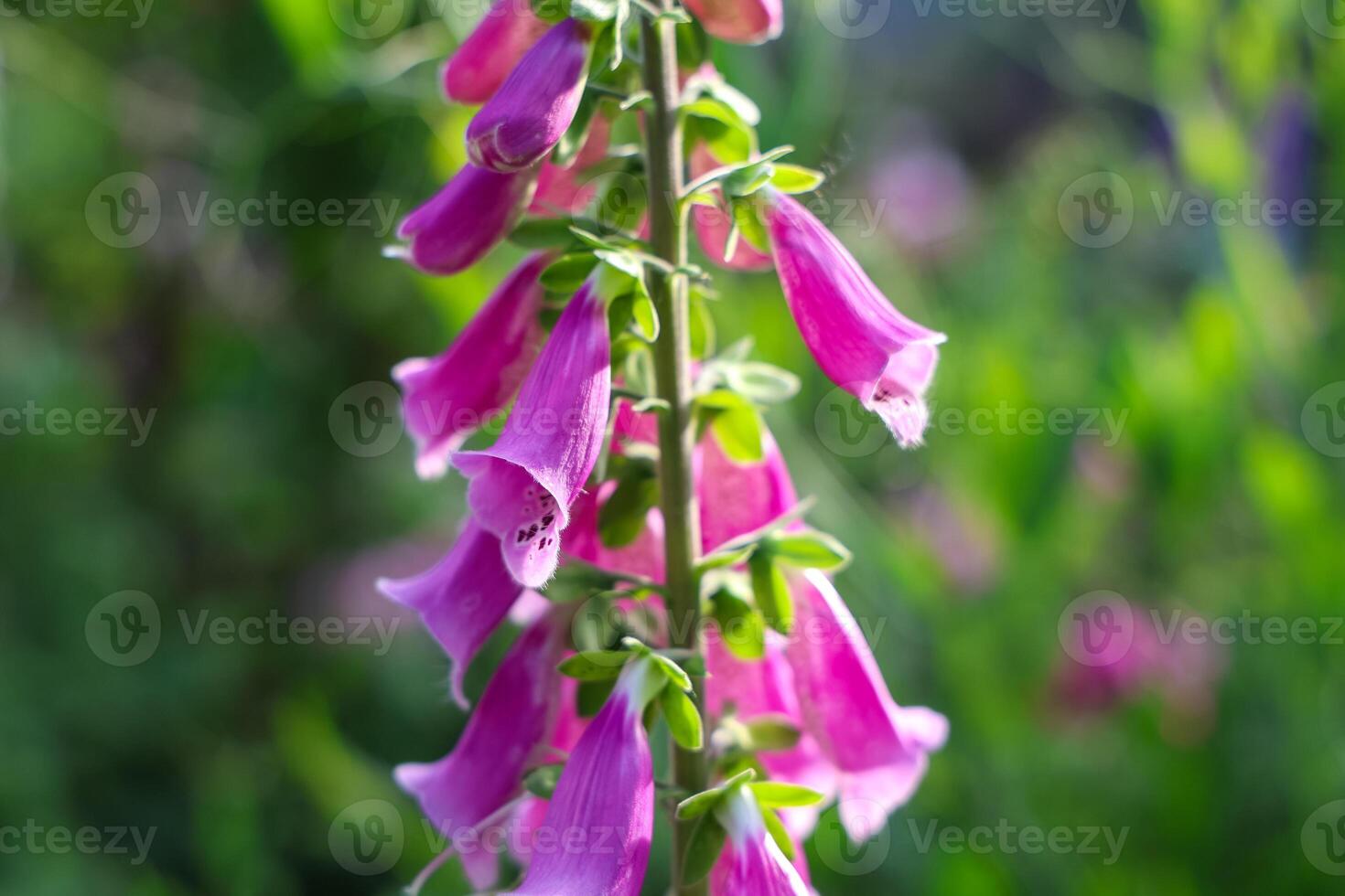 Purple foxglove flowers blooming in spring garden photo