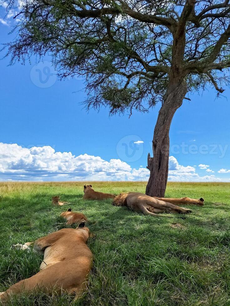 Lions relaxing in the shade of an acacia tree in Kenya photo